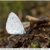 cela argiolus imago3 kher